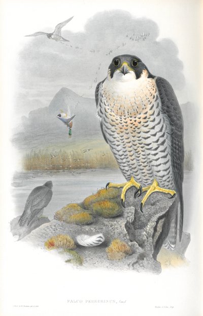 Illustration of Falco Peregrinus (Peregrine Falcon) by John Gould