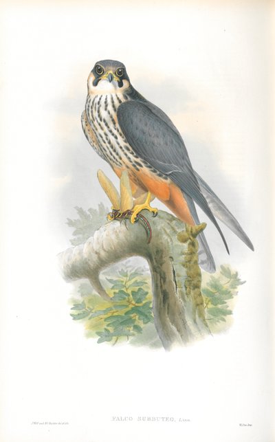 Illustration of Falco Subbuteo (Hobby) by John Gould