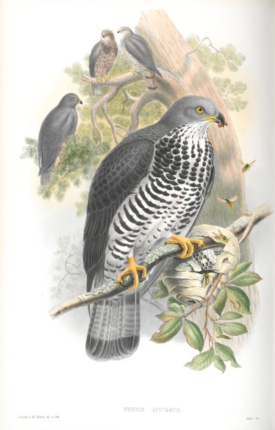 Illustration of Pernis Apivorus (Honey-Buzzard) by John Gould