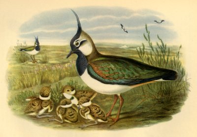 Lapwing and Young by John Gould