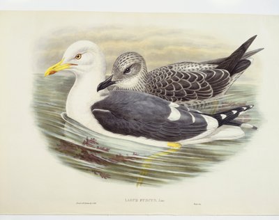 Lesser black-backed gull (Larus fuscus), illustration by John Gould