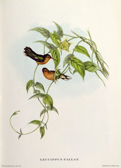 Leucippus Fallax by John Gould