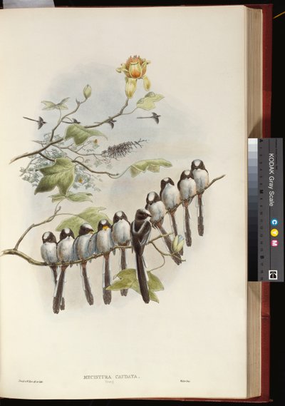 Long-tailed Tit by John Gould