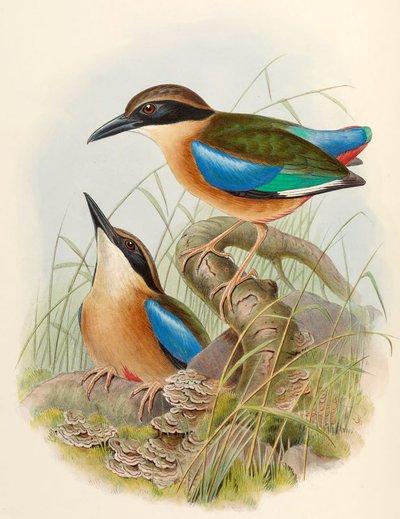 Mangrove Pitta (Blue-winged Pitta) Pitta megarhyncha Schlegel by John Gould
