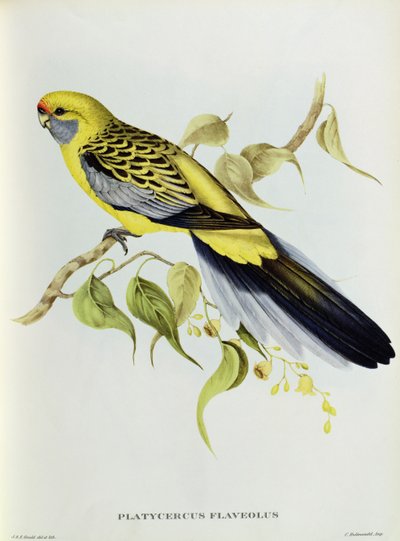 Platycercus Flaveolus by John Gould