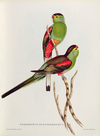 Psephotus Pulcherrimus by John Gould