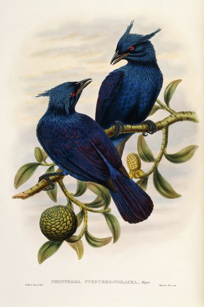 Purple and Violet Manucode by John Gould