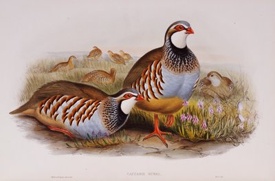 Red-legged Partridges, 1862-73 by John Gould