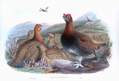Red Grouse (Lagopus lagopus scotica) by John Gould