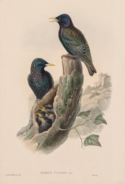 Common Starling by John Gould