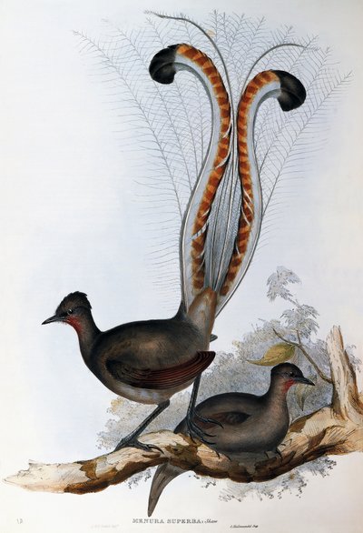 Superb Lyrebird (Menura superba) by John Gould