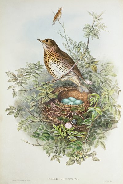 Thrush with its nest by John Gould