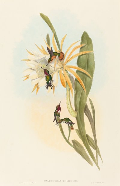Calothorax heliodori by John Gould and H.C. Richter
