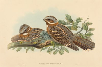 Caprimulgus Ruficollis by John Gould and H.C. Richter