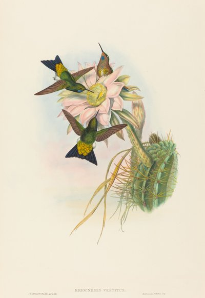 Glowing Puff-Leg (Eriocnemis vestitus) by John Gould and H.C. Richter