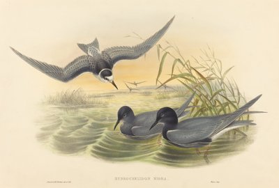 Black Tern by John Gould and H.C. Richter