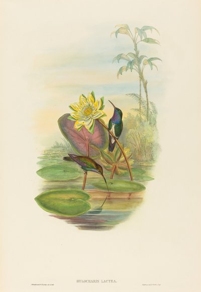 Sapphire-breasted Emerald by John Gould and H.C. Richter