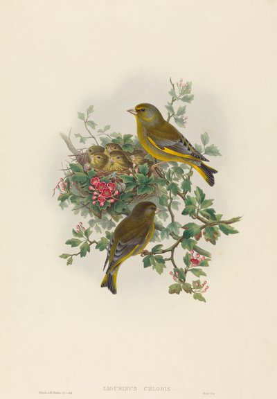 Greenfinch by John Gould and H.C. Richter