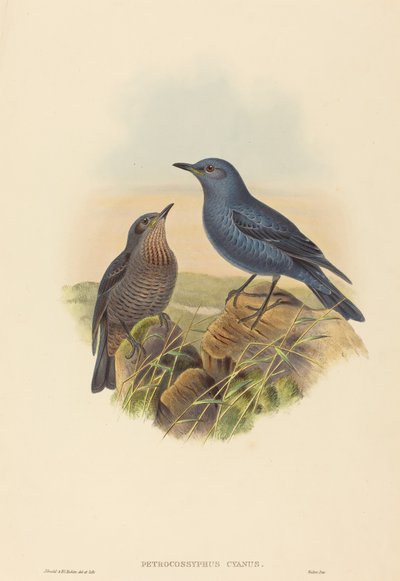 Blue Rockthrush by John Gould and H.C. Richter