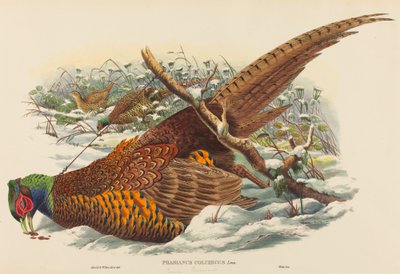 Ring-necked Pheasant (Phasianus colchicus) by John Gould and W. Hart