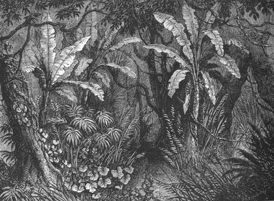 In the Bush by John Greenaway
