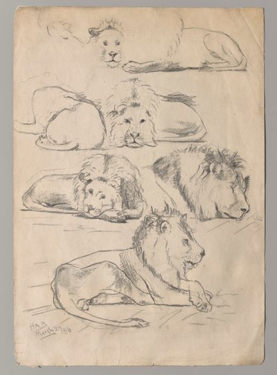 Studies of Lions by John Haberle