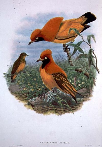 Xanthomelus Aureus by John and Hart William Gould