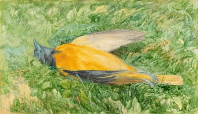 Golden Robin (Northern Oriole) by John Henry Hill