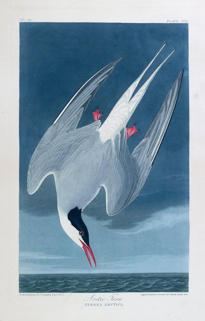 Arctic tern, birds of America by John James (after) Audubon