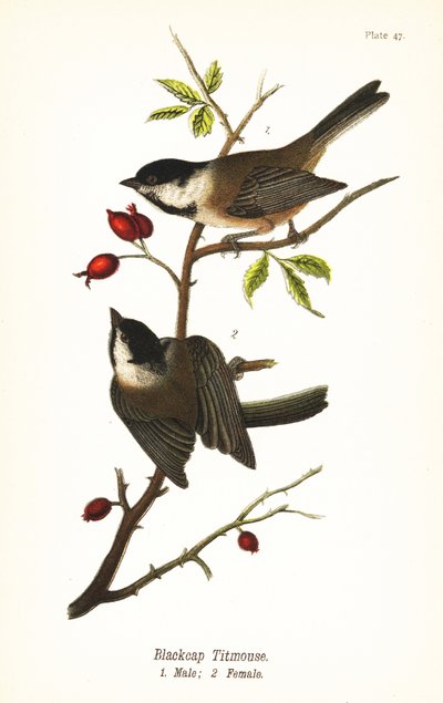 Black-capped Chickadee by John James (after) Audubon