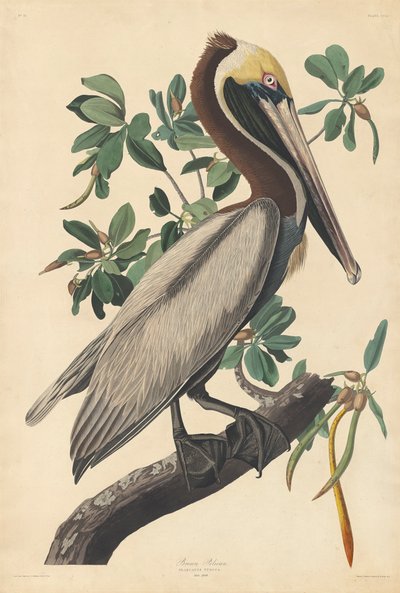 Brown Pelican by John James (after) Audubon