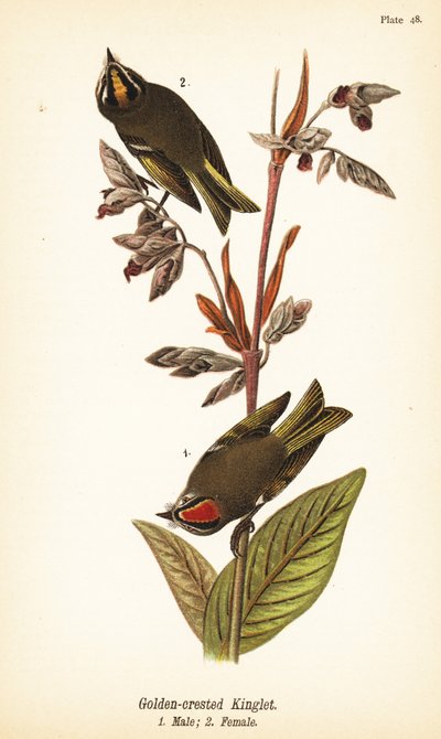 Golden-crowned Kinglet by John James (after) Audubon