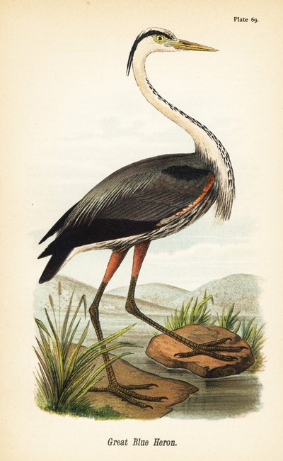 Great Blue Heron by John James (after) Audubon