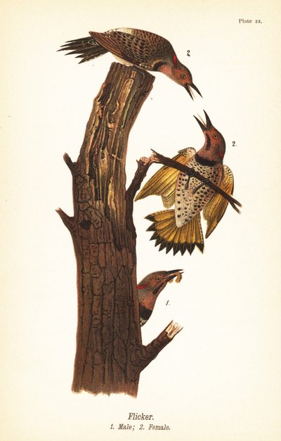 Northern Flicker by John James (after) Audubon