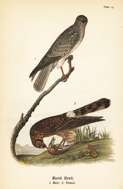 Northern Harrier by John James (after) Audubon