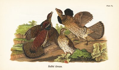 Ruffed Grouse by John James (after) Audubon