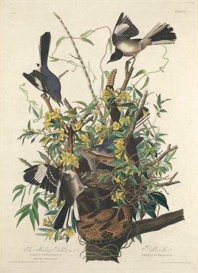 The Mocking Bird by John James (after) Audubon