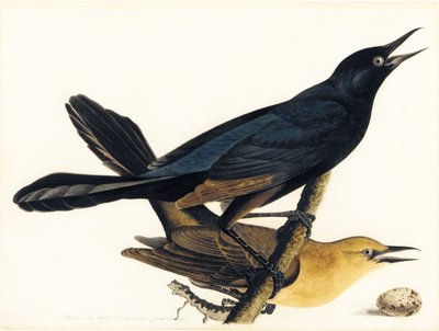 A Pair of Boat-Tailed Grackles by John James Audubon