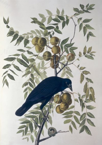 American Crow, from Birds of America by John James Audubon