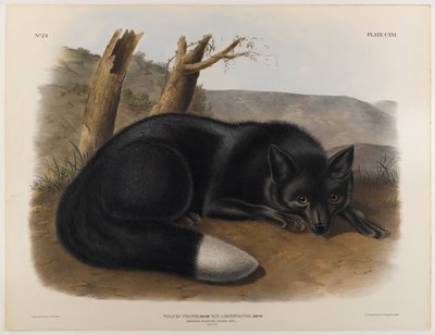 American black or silver fox by John James Audubon