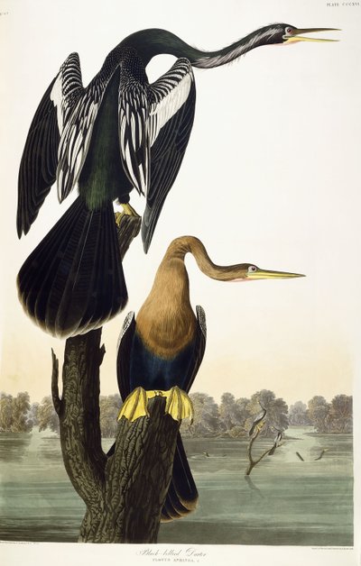 Black-bellied Darter by John James Audubon
