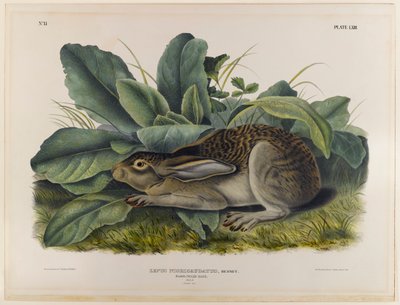 Black-tailed hare by John James Audubon