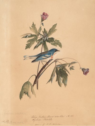 Blue Yellow Back Warbler by John James Audubon