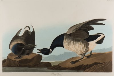 Brant Goose, 1837 by John James Audubon