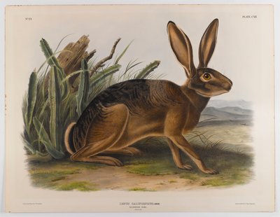 California hare, 1847 by John James Audubon
