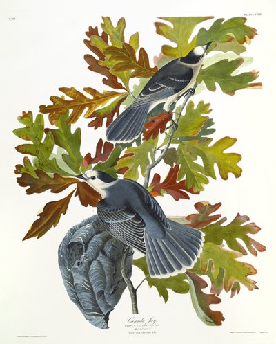 Canada Jay by John James Audubon