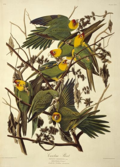 Carolina Parrot. Psittacus Carolinensis by John James Audubon