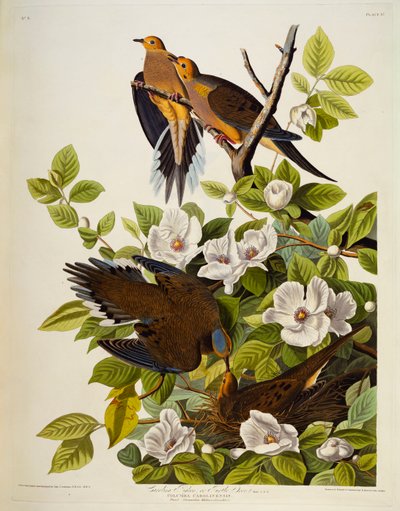 Carolina Turtledove. Mourning Dove by John James Audubon