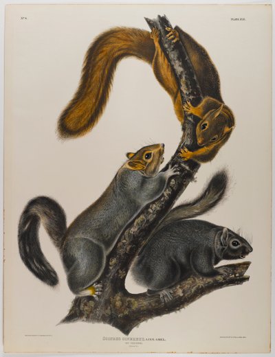 Cat Squirrel by John James Audubon