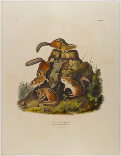 Chipping Squirrel Hackee by John James Audubon